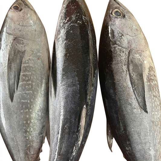 CÁ NGỪ NGUYÊN CON