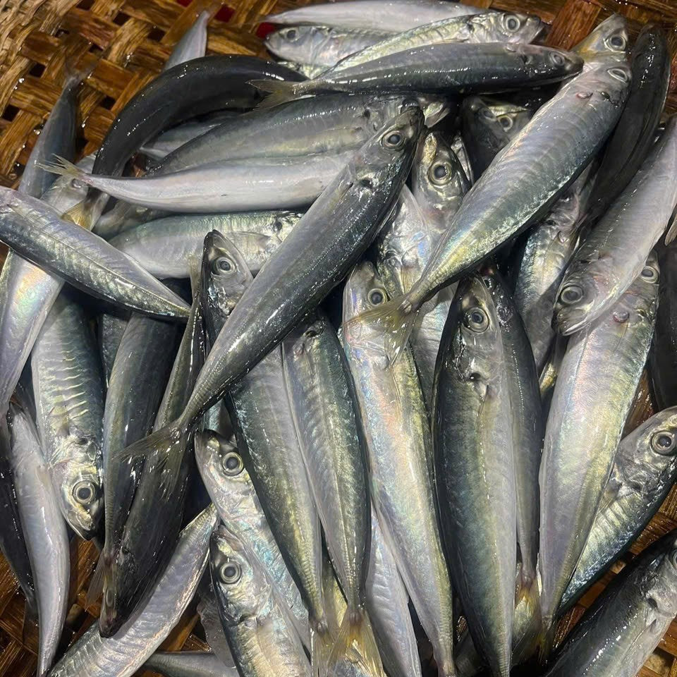 CÁ NỤC SUÔN BIỂN