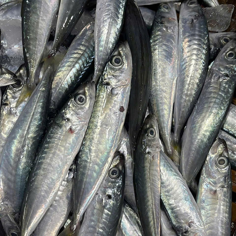 CÁ NỤC SUÔN BIỂN