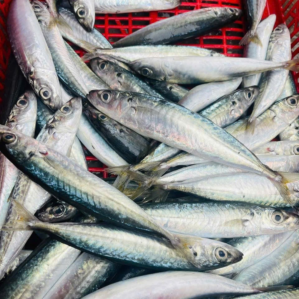 CÁ NỤC SUÔN BIỂN
