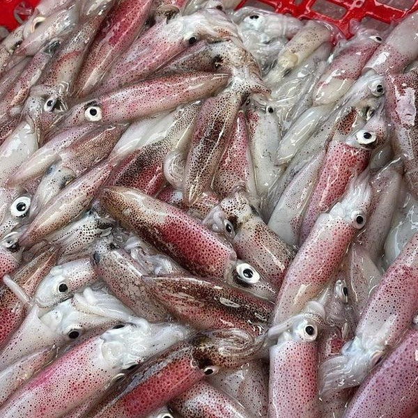MỰC SỐNG CẤP ĐÔNG