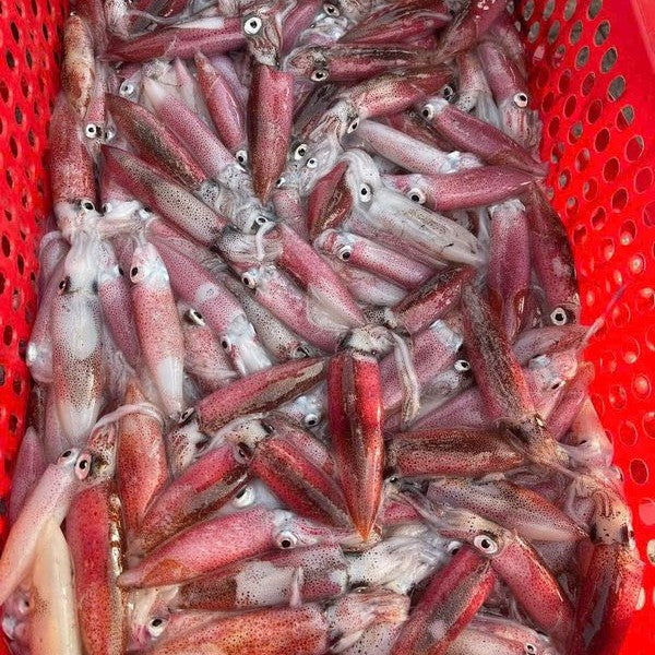 MỰC SỐNG CẤP ĐÔNG