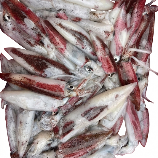 MỰC SỐNG CẤP ĐÔNG